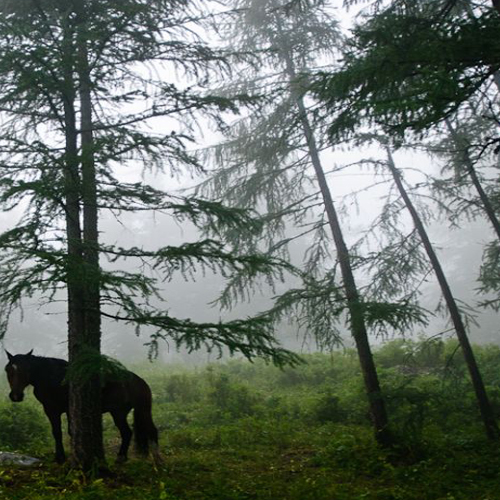 Siberia nature